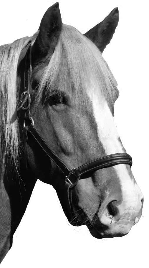 Tête d'un cheval en transparence