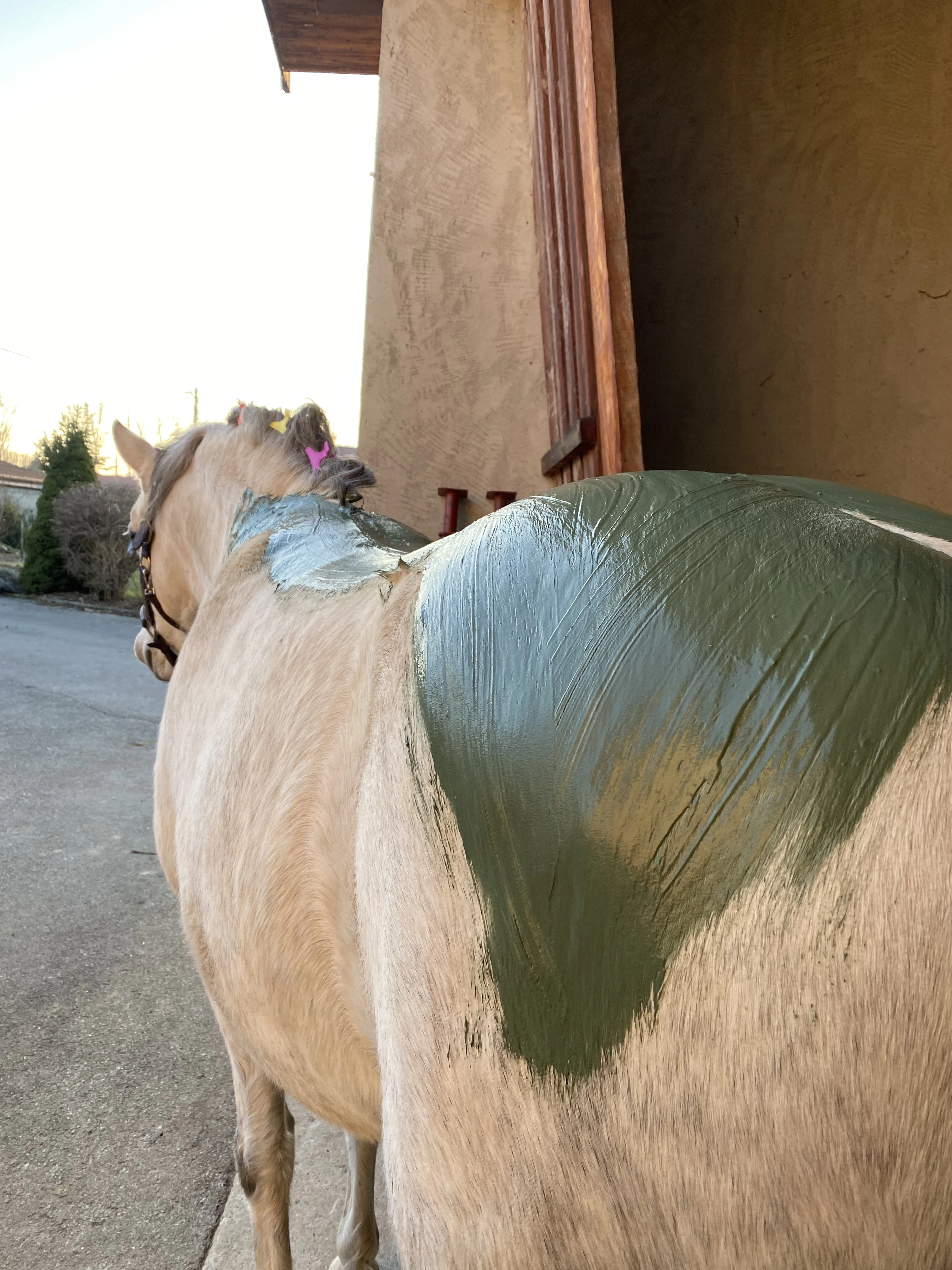 Pauline Rouquette masseur équin et canin en pleine séance d'enveloppement aux algues sur un cheval