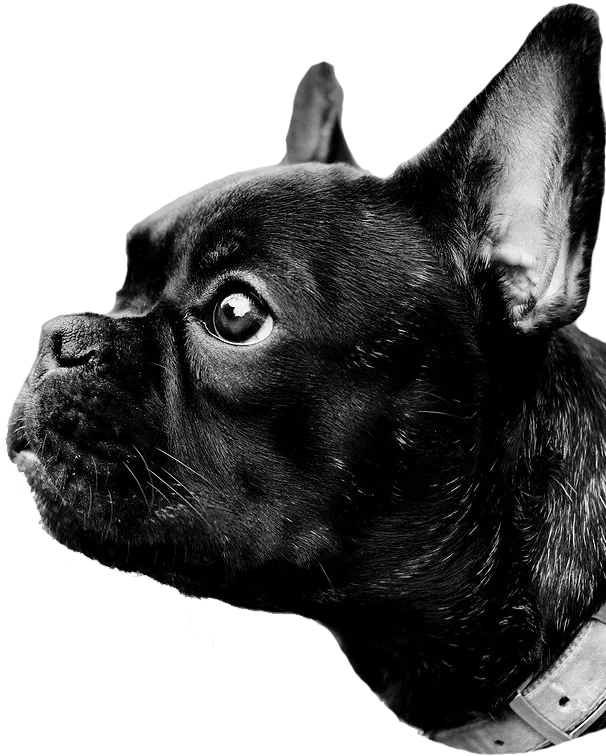 Tête d'un chien en transparence