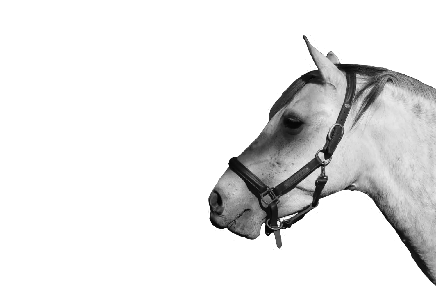 Tête d'un cheval de Pauline Rouquette masseur équin et canin en transparence