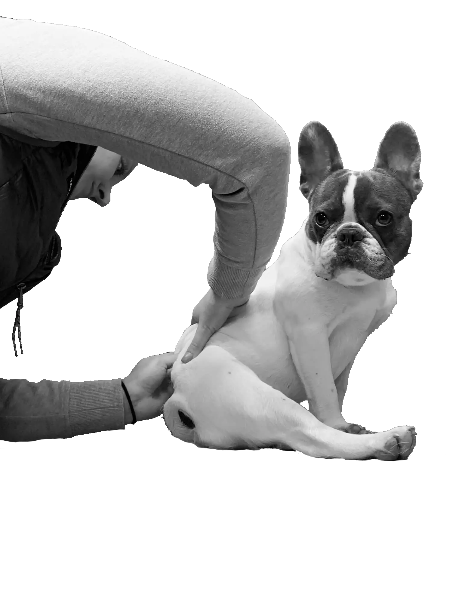Pauline Rouquette masseur équin et canin en train de masser un bouledogue français