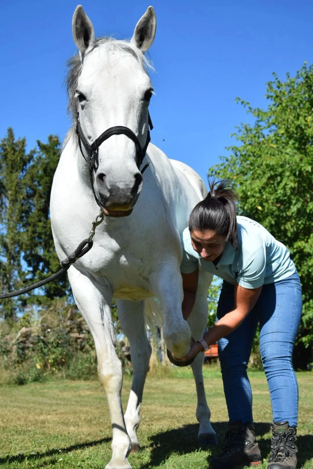 Pauline Rouquette mobilisant la jambe d'un cheval