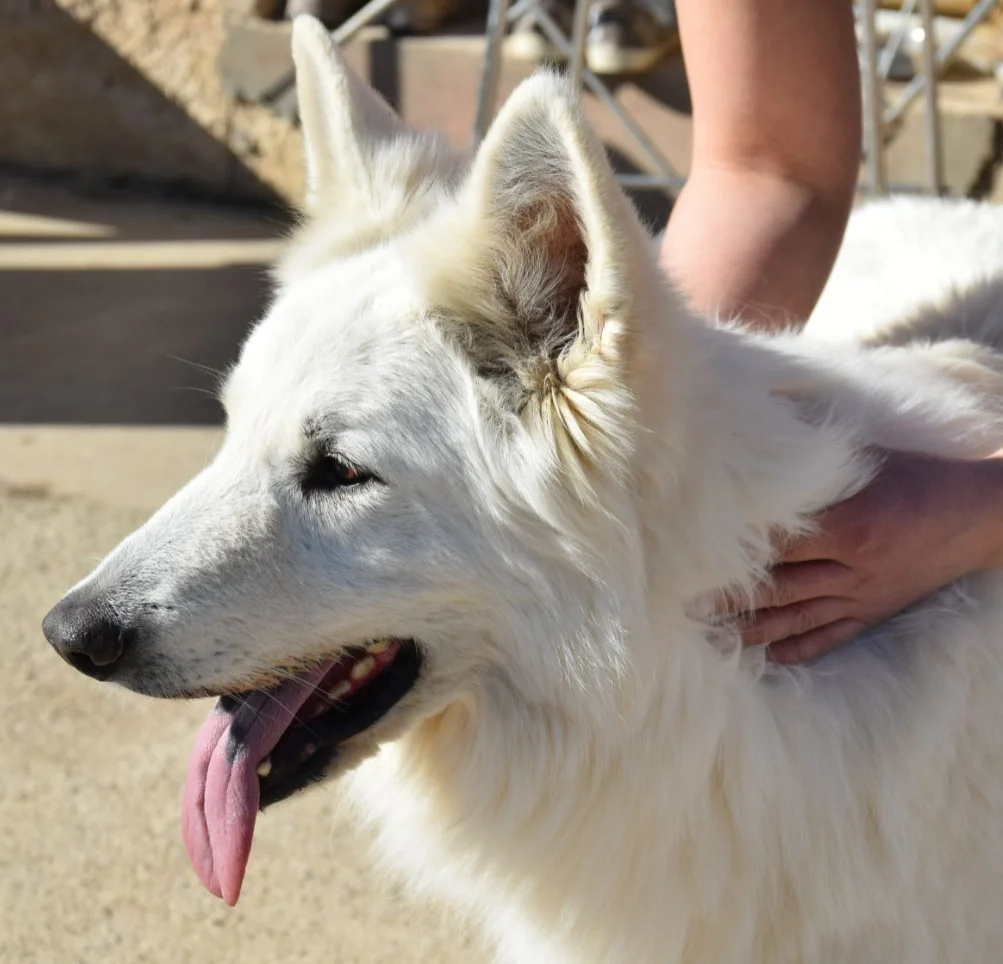 Pauline Rouquette masseur équin et canin en train de masser un chien