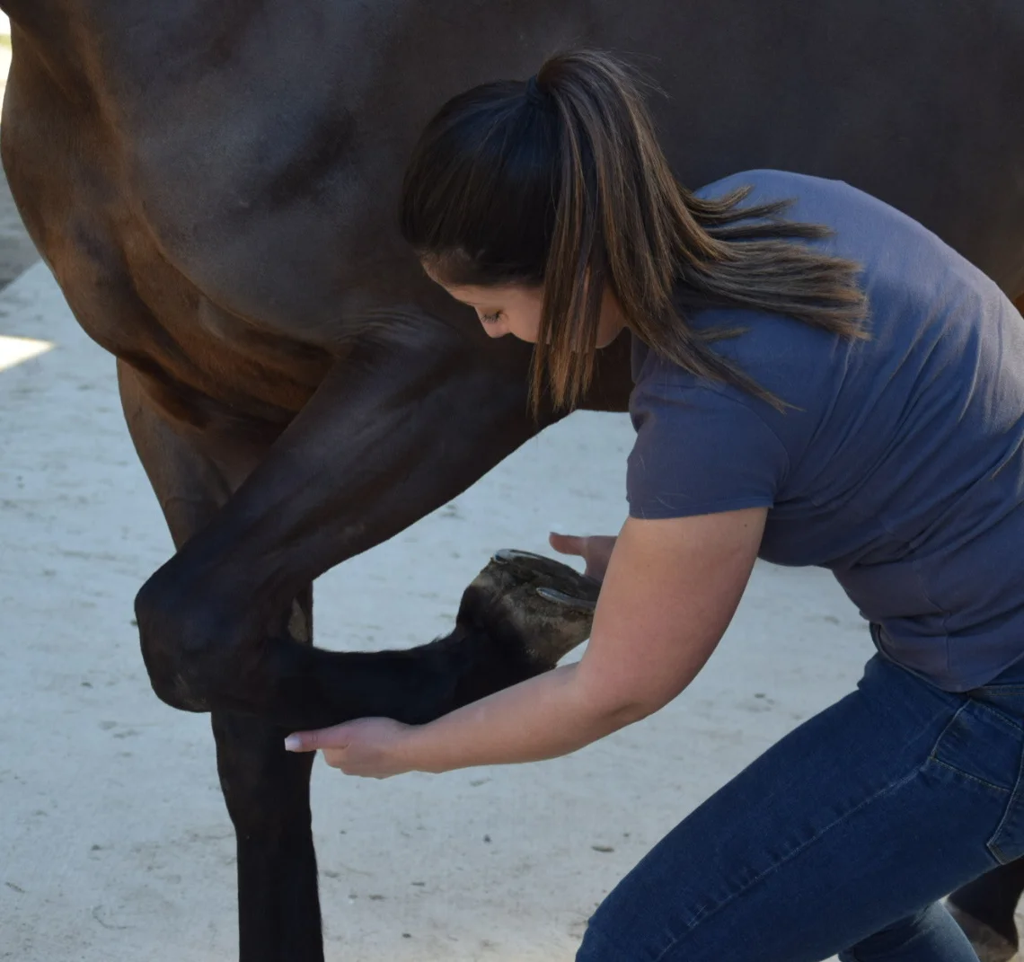 Pauline Rouquette masseur équin et canin tenant la patte d'un cheval