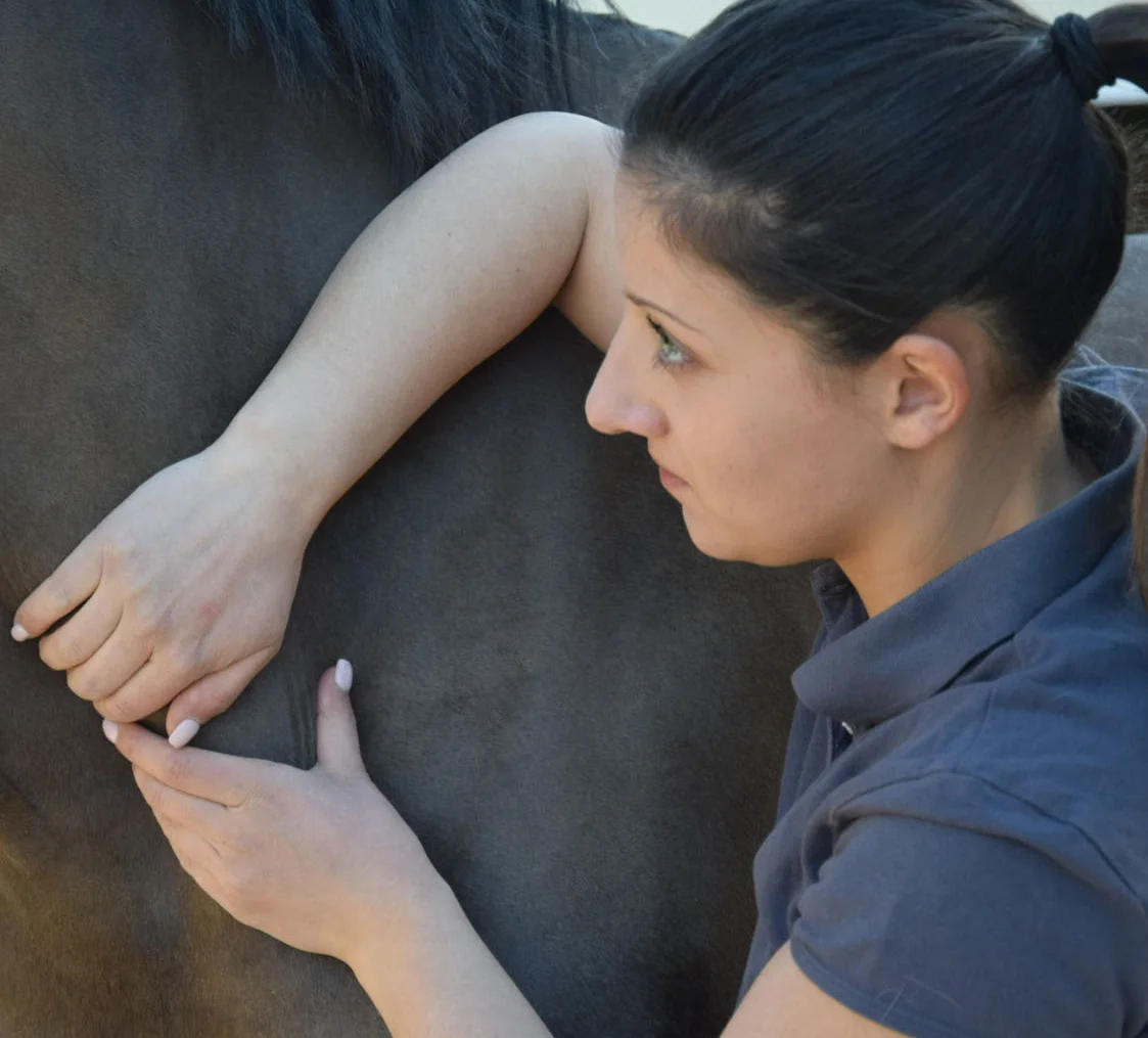 Pauline Rouquette masseur équin et canin en train de masser un cheval