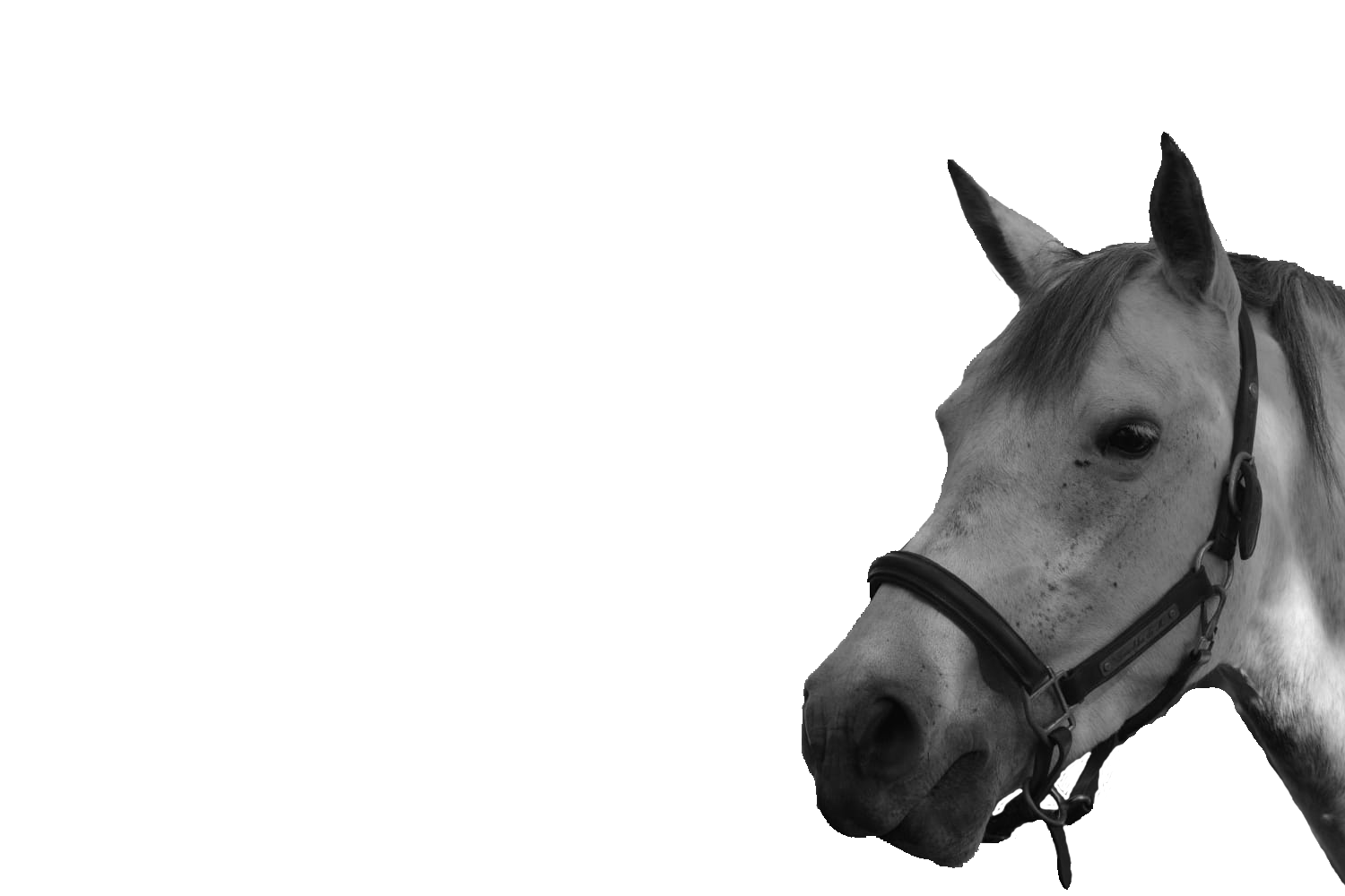 Tête d'un cheval de Pauline Rouquette masseur équin et canin en transparence
