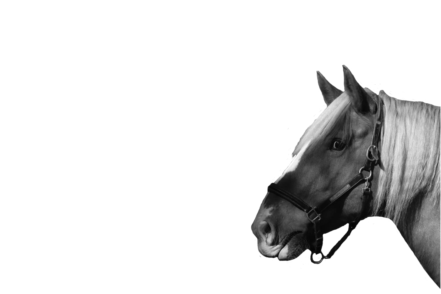 Tête d'un cheval de Pauline Rouquette masseur équin et canin en transparence